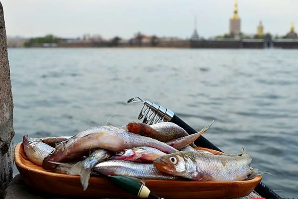 Il pesce sperlano è un marchio di San Pietroburgo